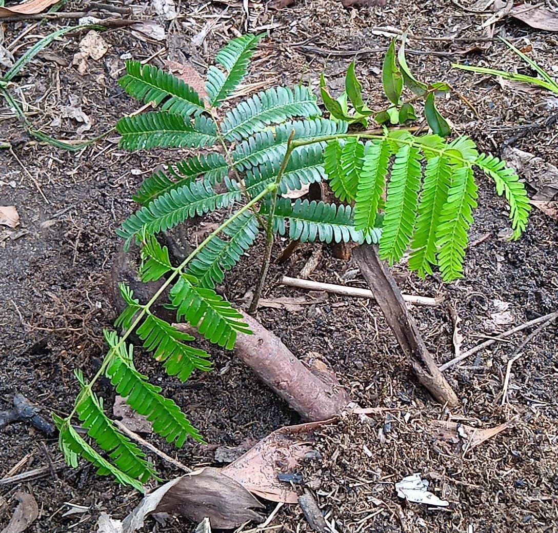 seedling