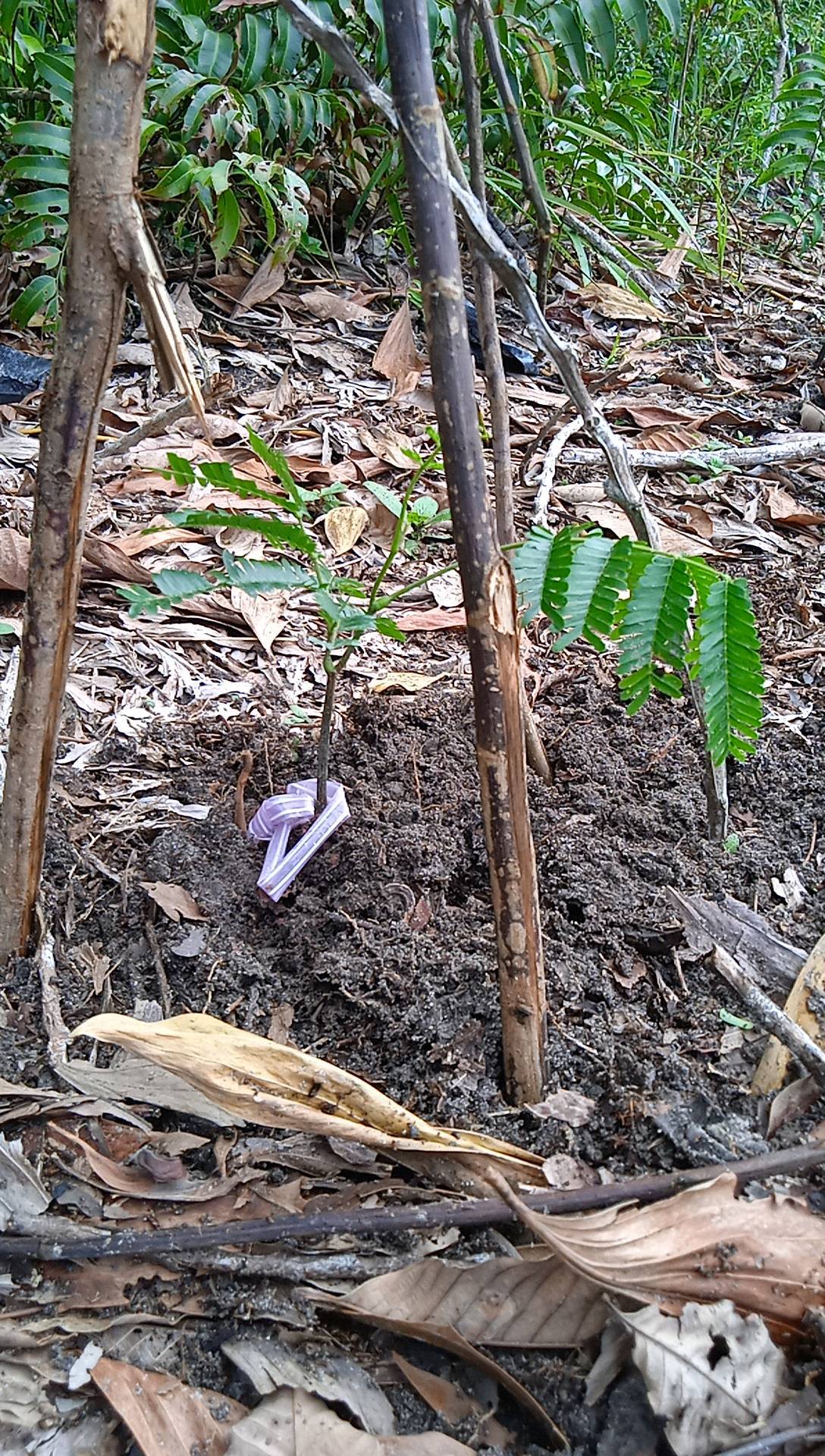 seedling