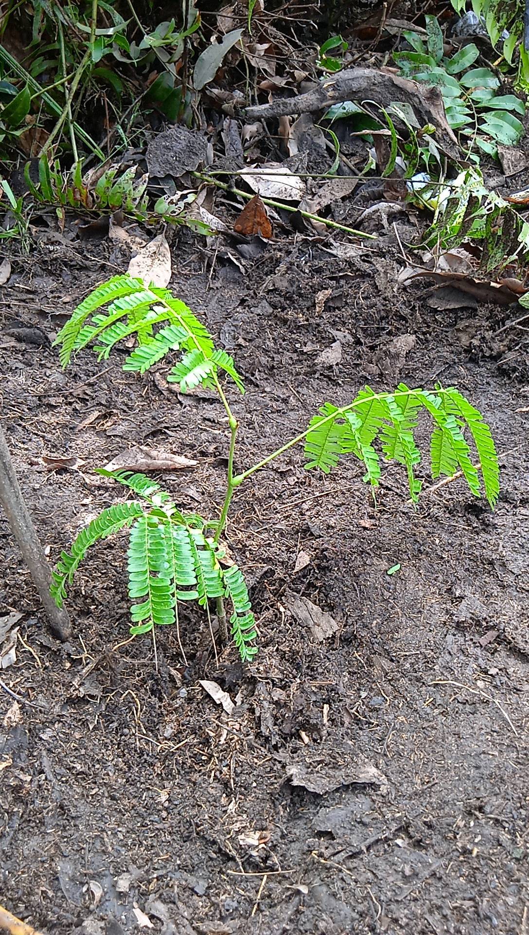 seedling