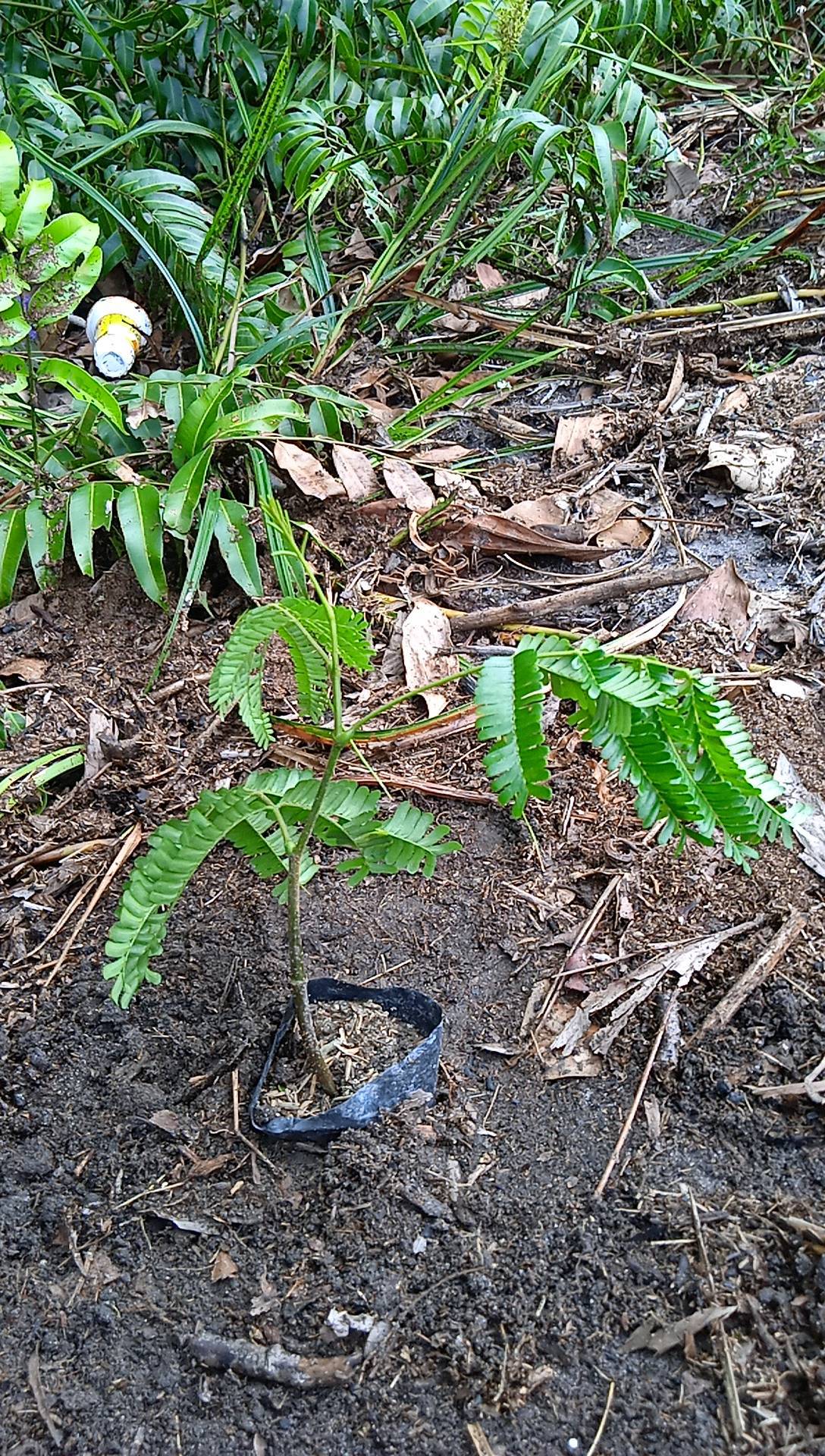 seedling