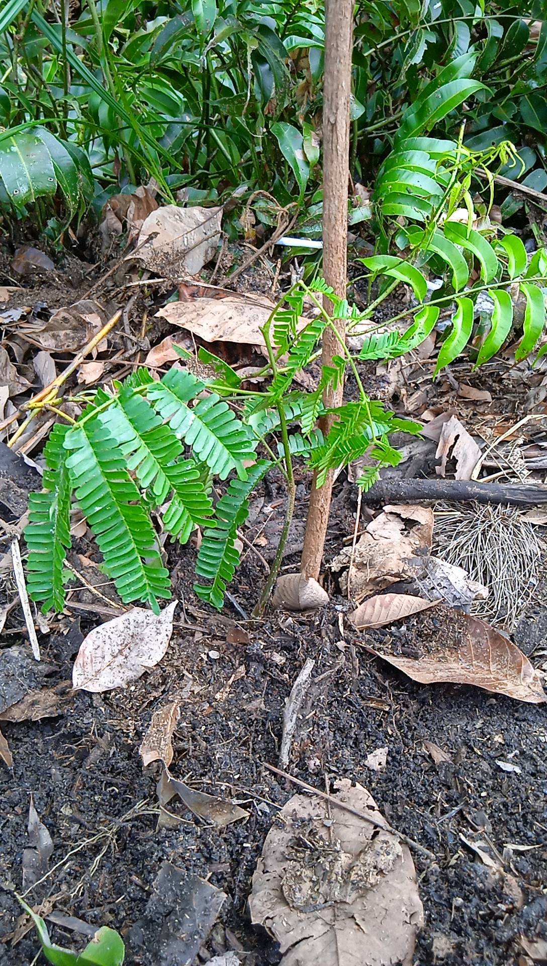 seedling