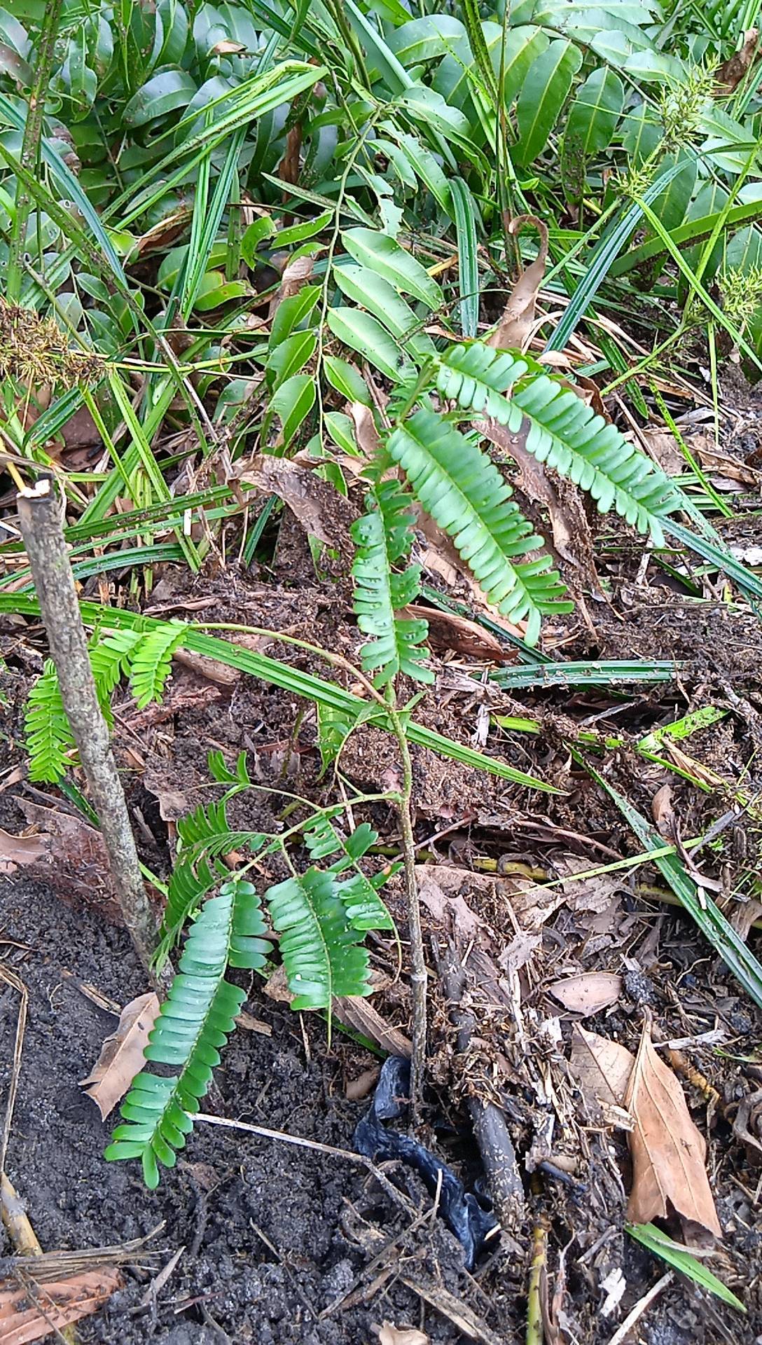 seedling