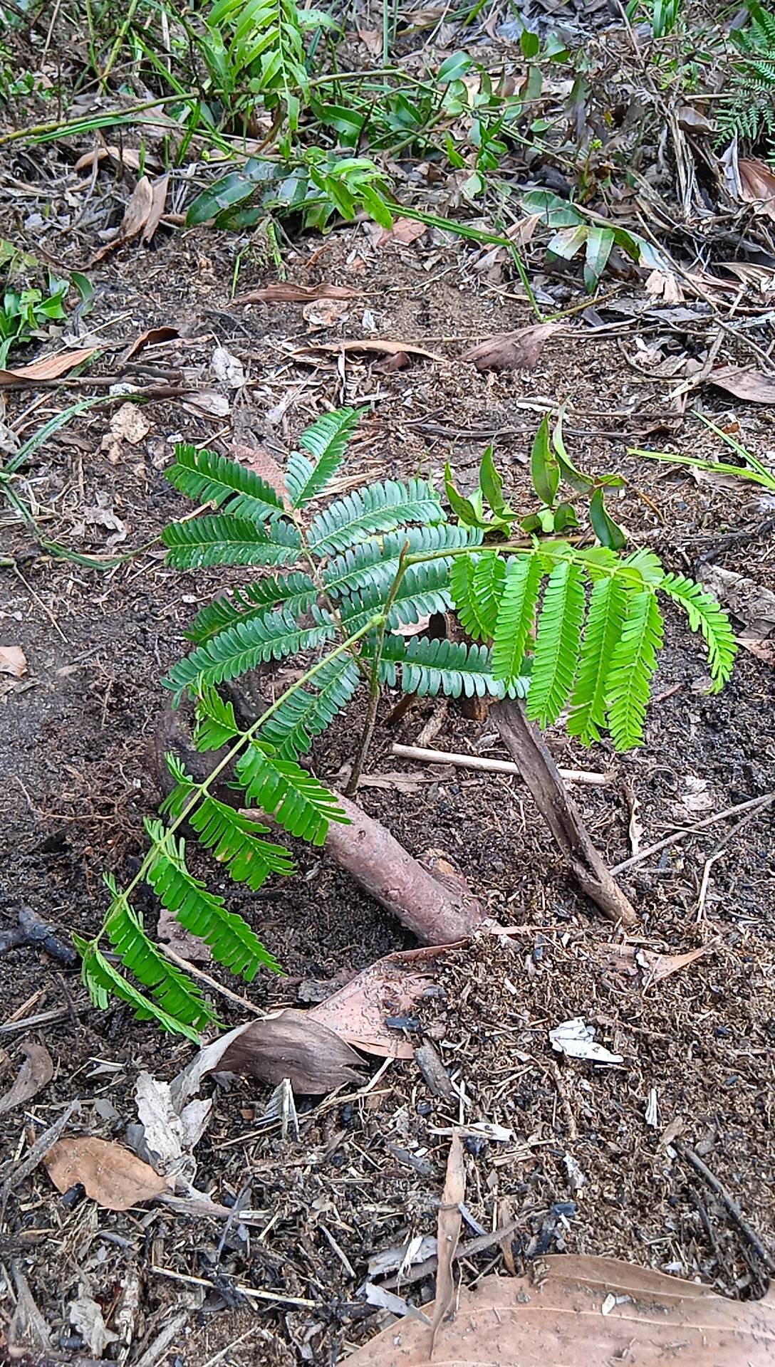 seedling