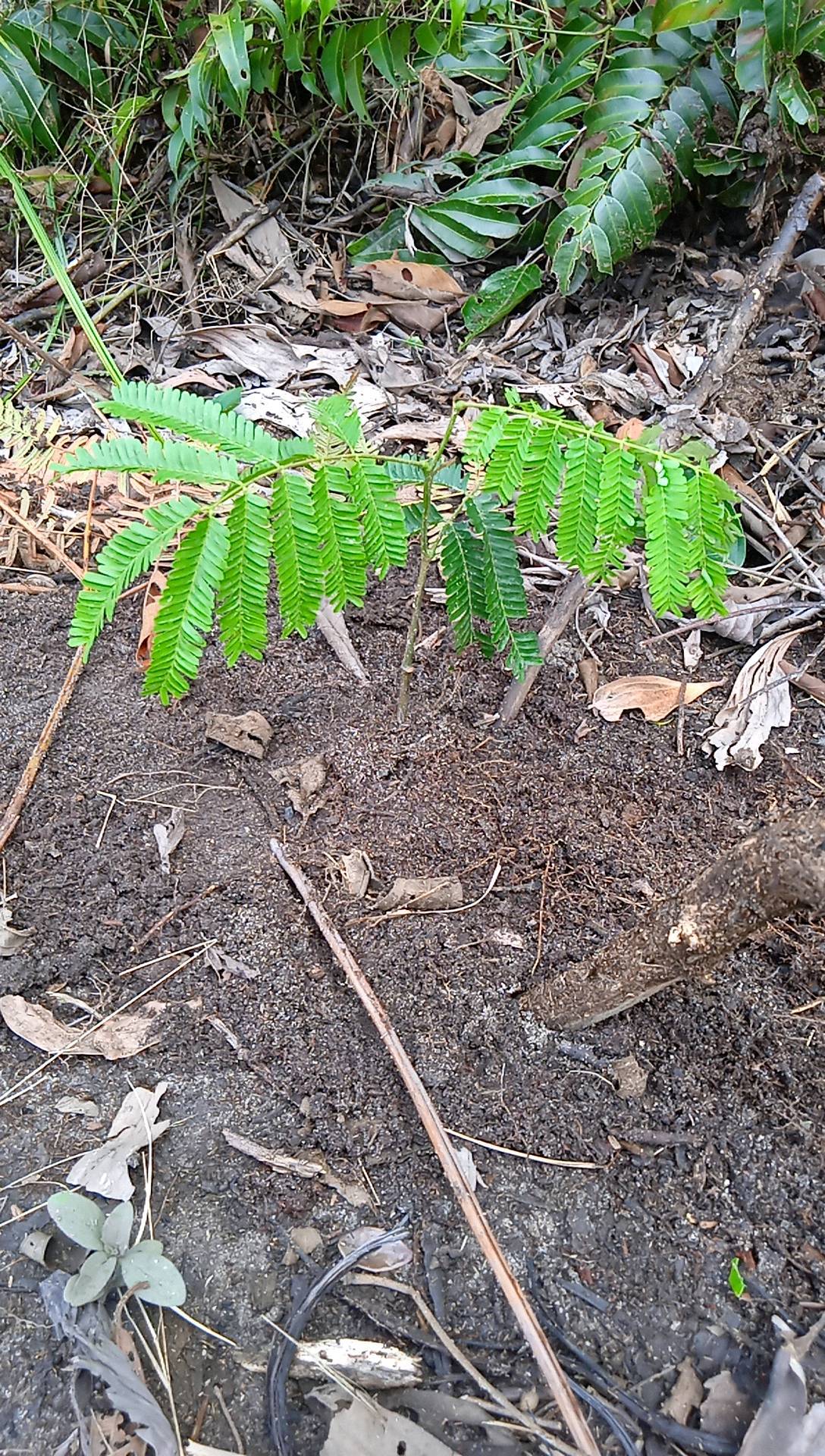 seedling