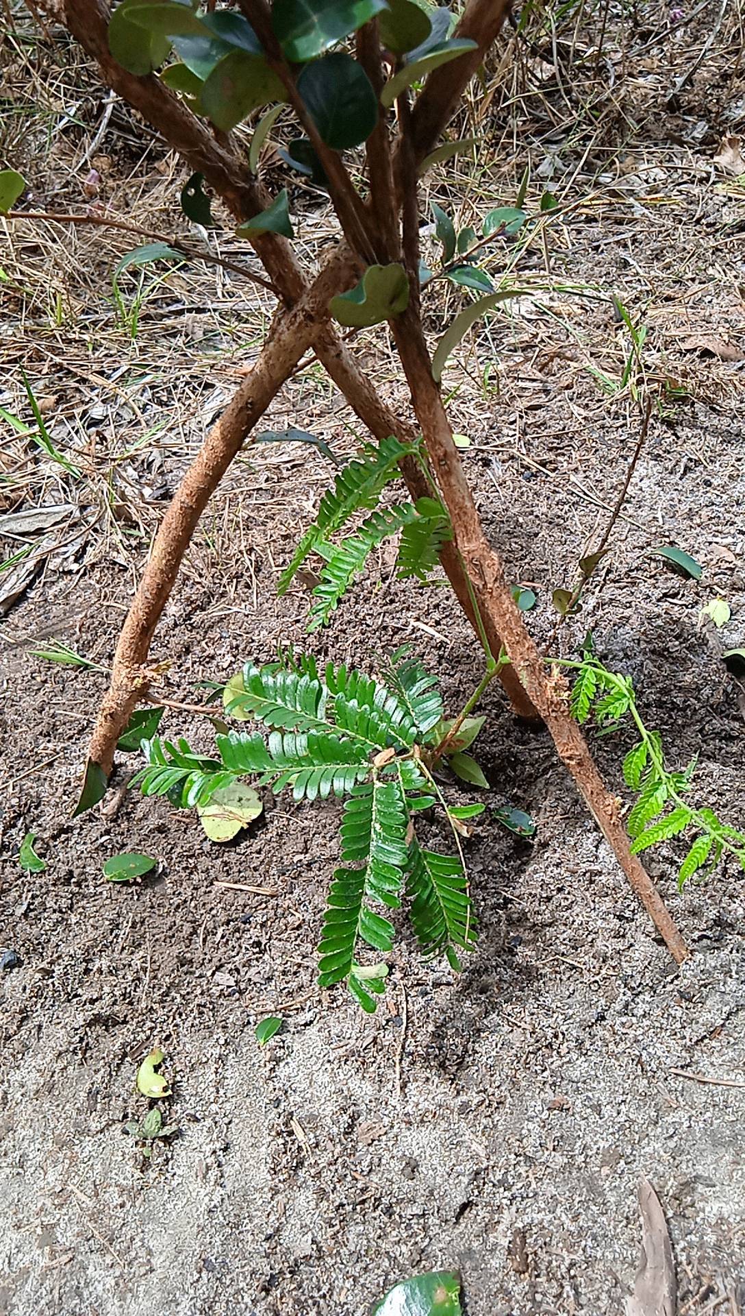 seedling