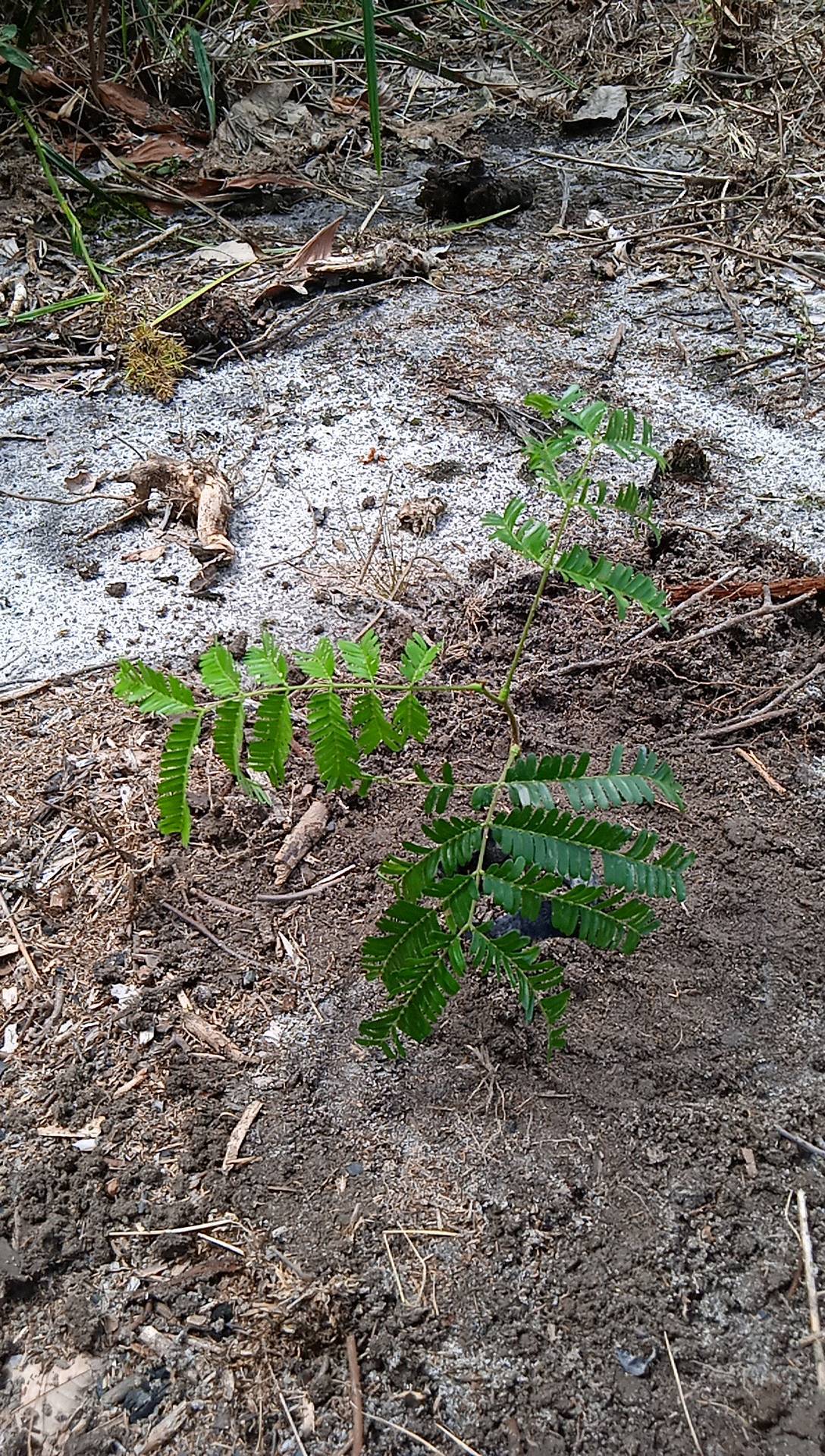 seedling
