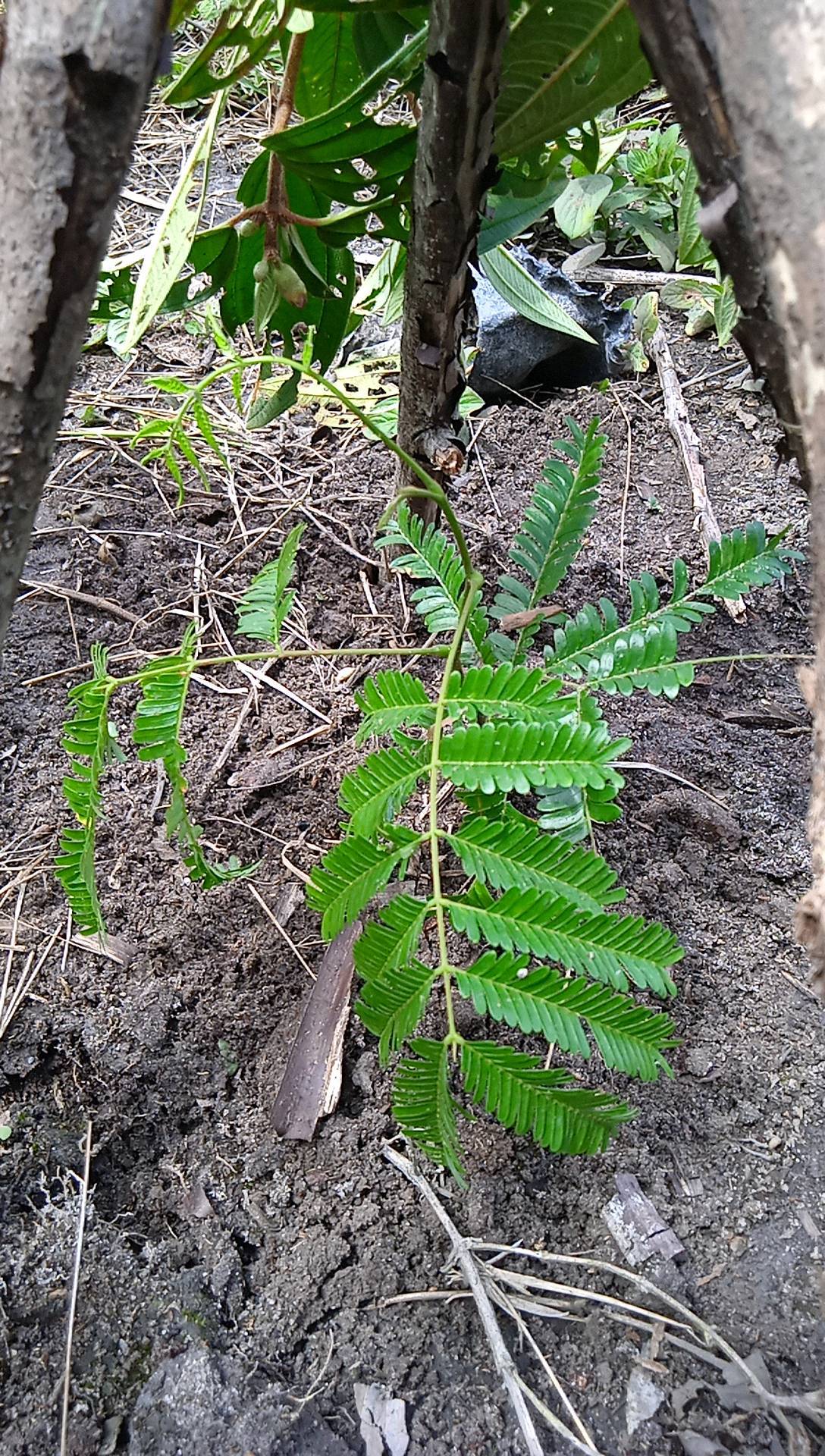 seedling