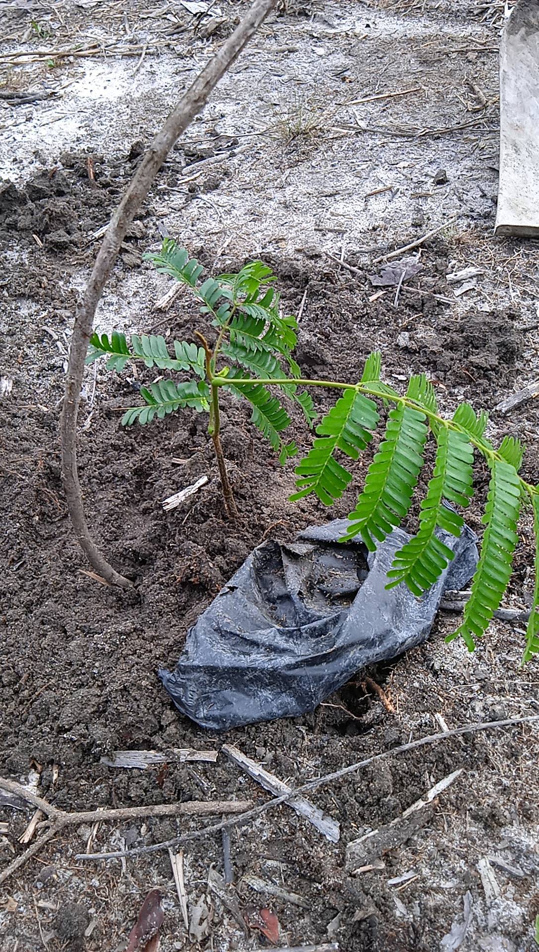 seedling