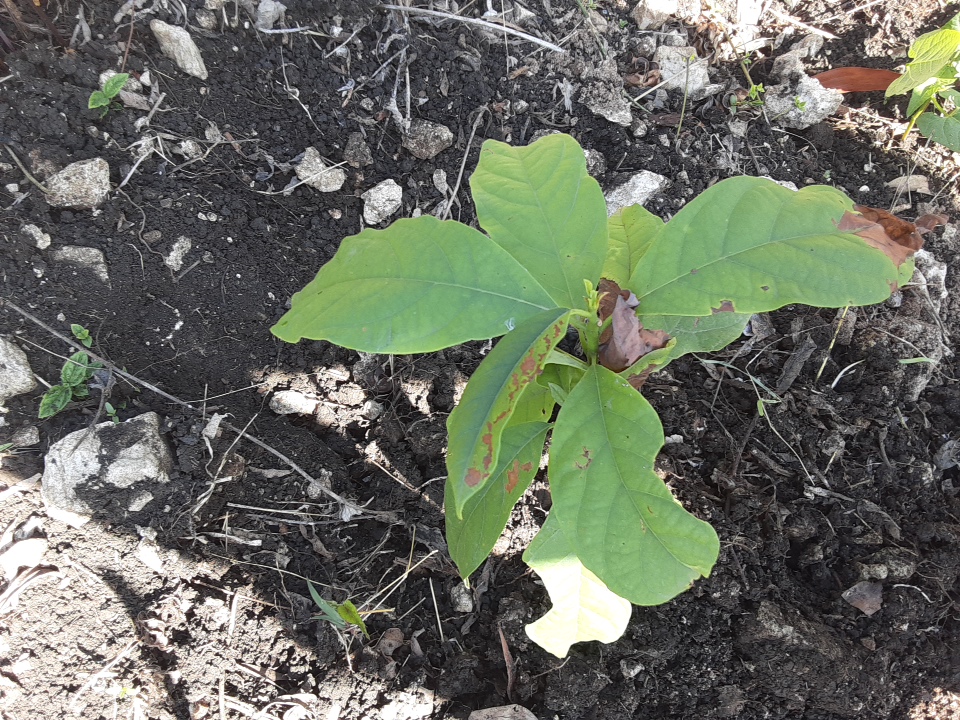 seedling