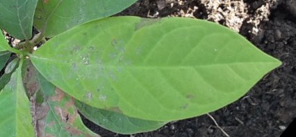 seedling