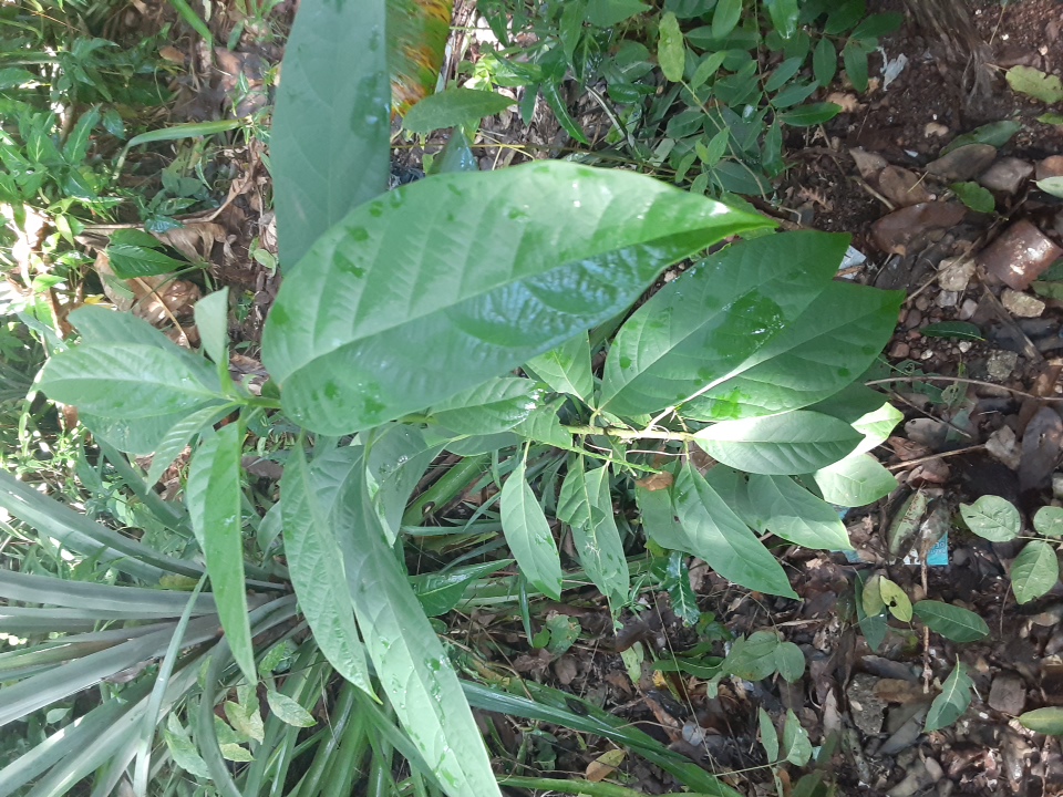 seedling