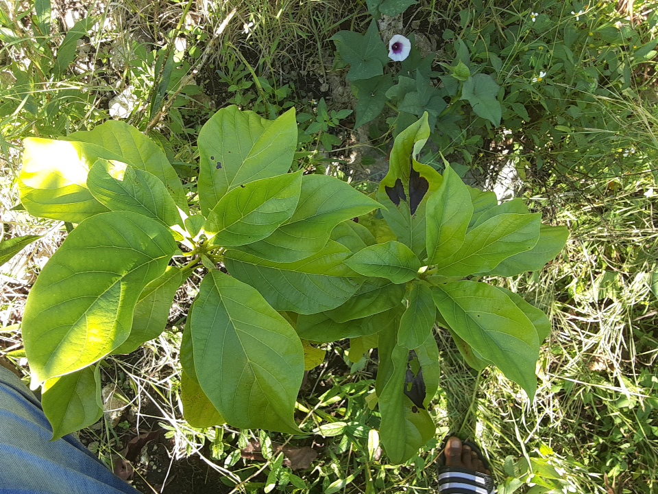 seedling