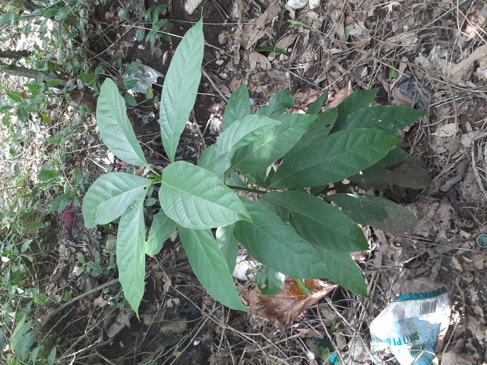 seedling