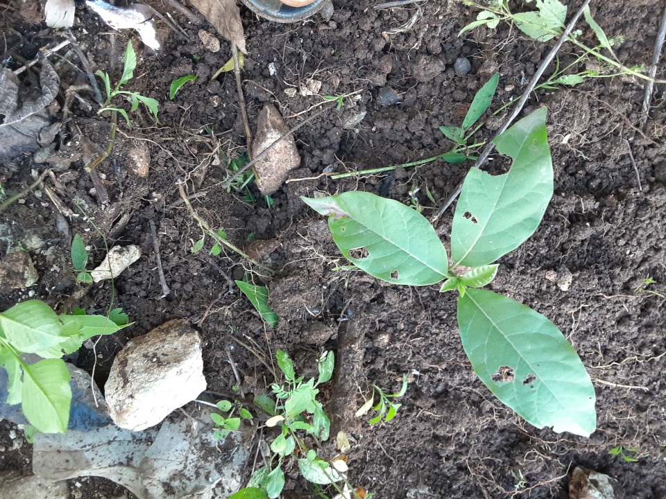 seedling