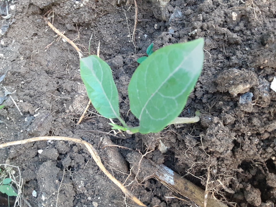 seedling