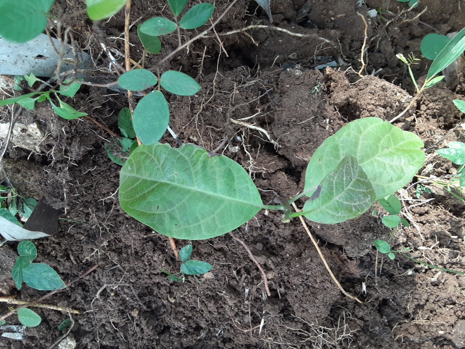 seedling