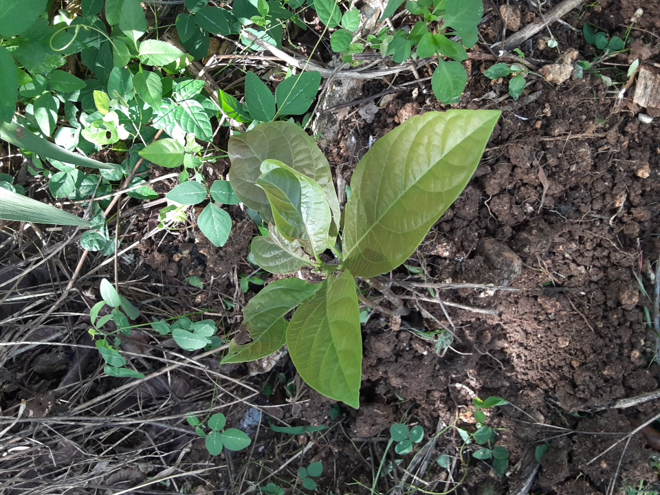 seedling