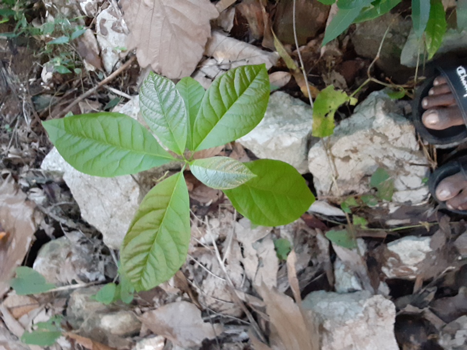 seedling
