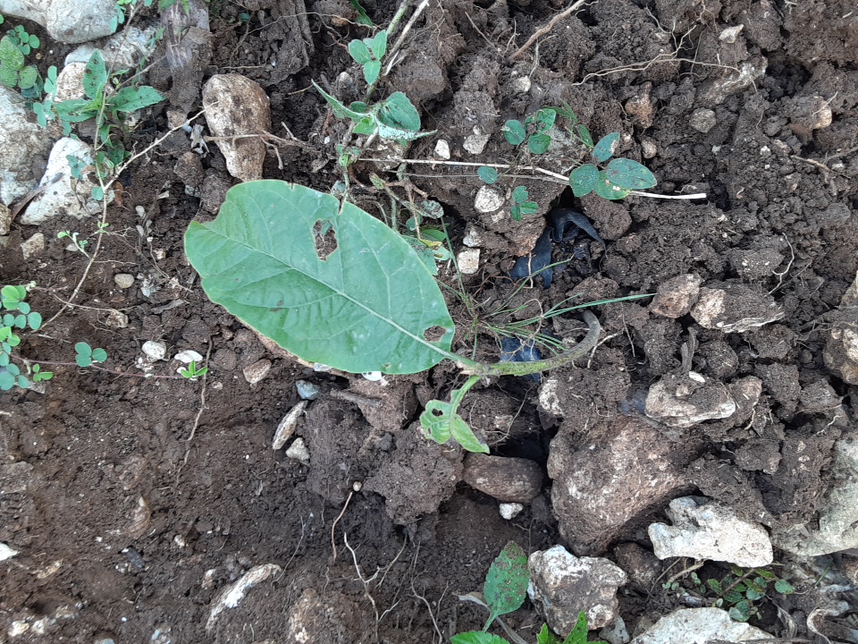 seedling