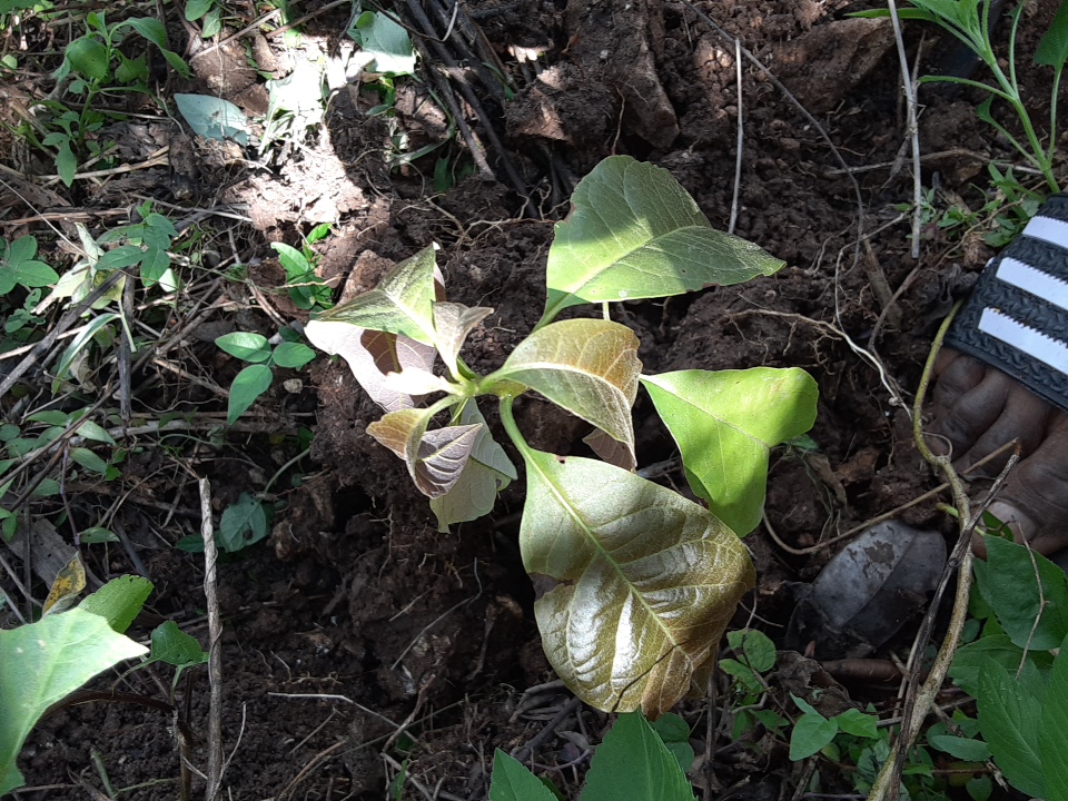 seedling