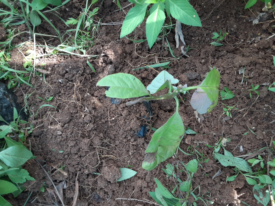seedling