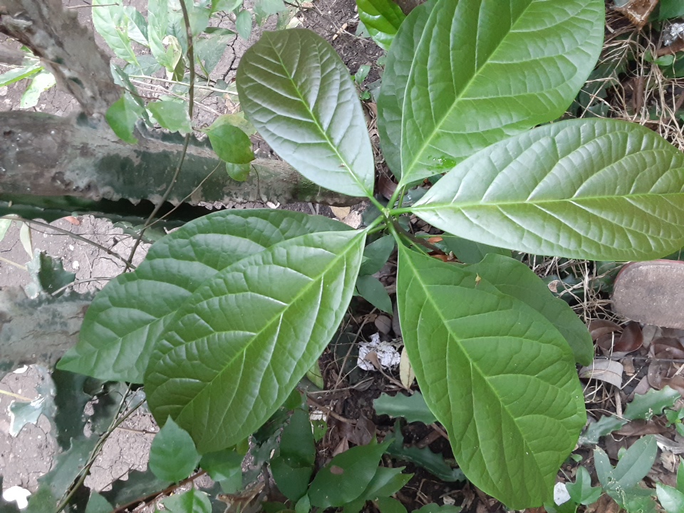 seedling