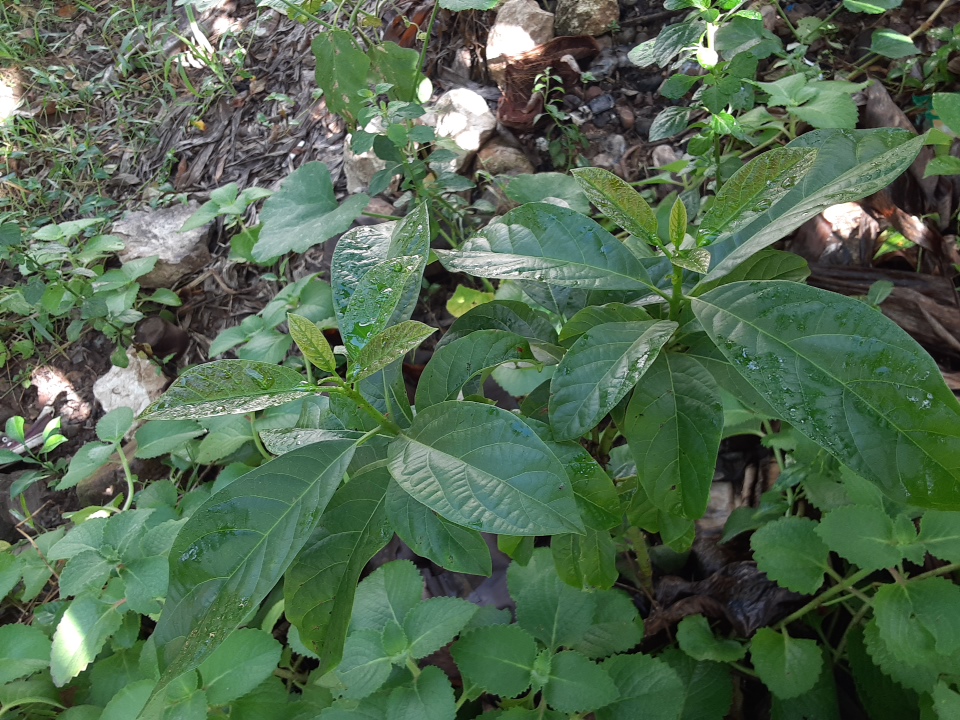 seedling