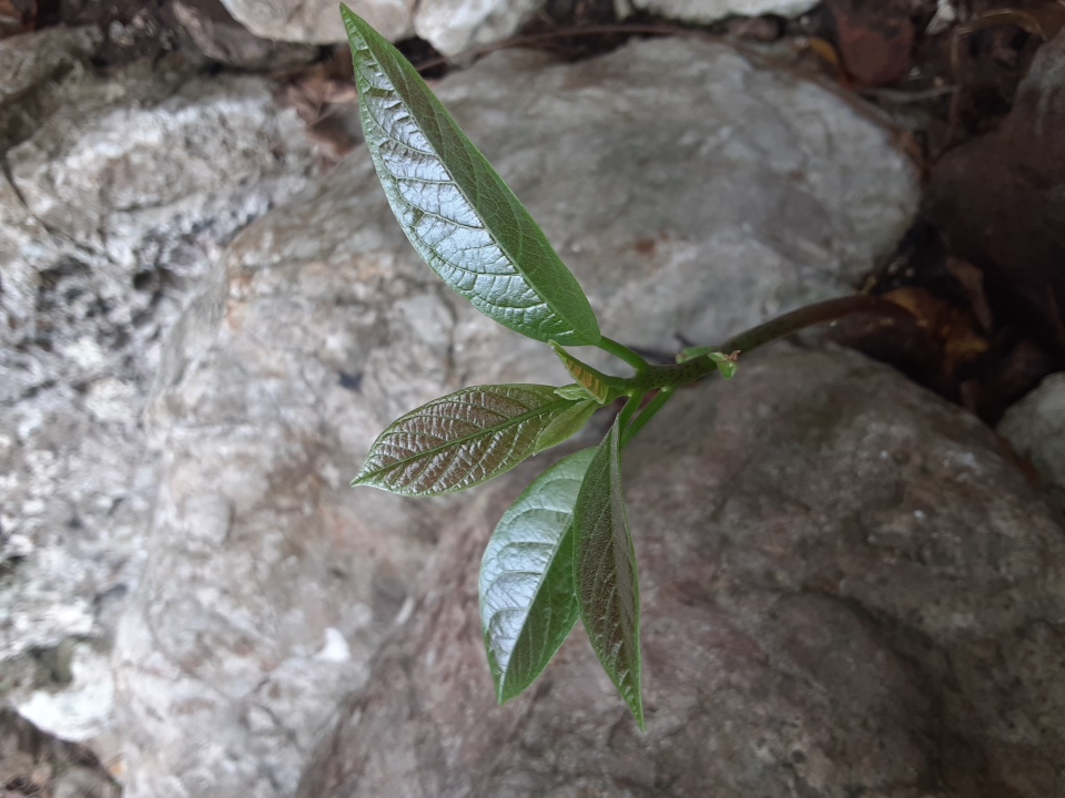 seedling
