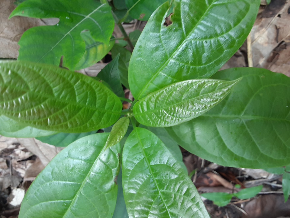 seedling