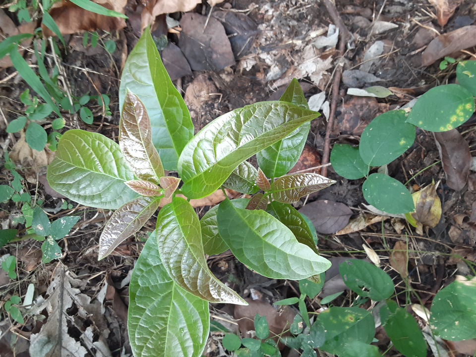 seedling