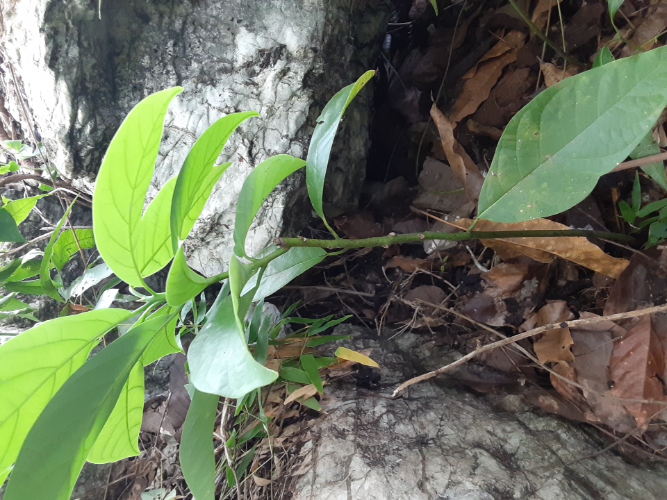 seedling
