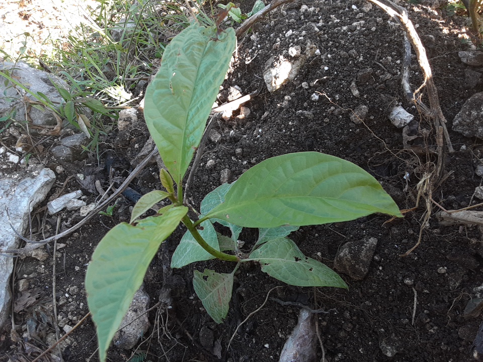 seedling