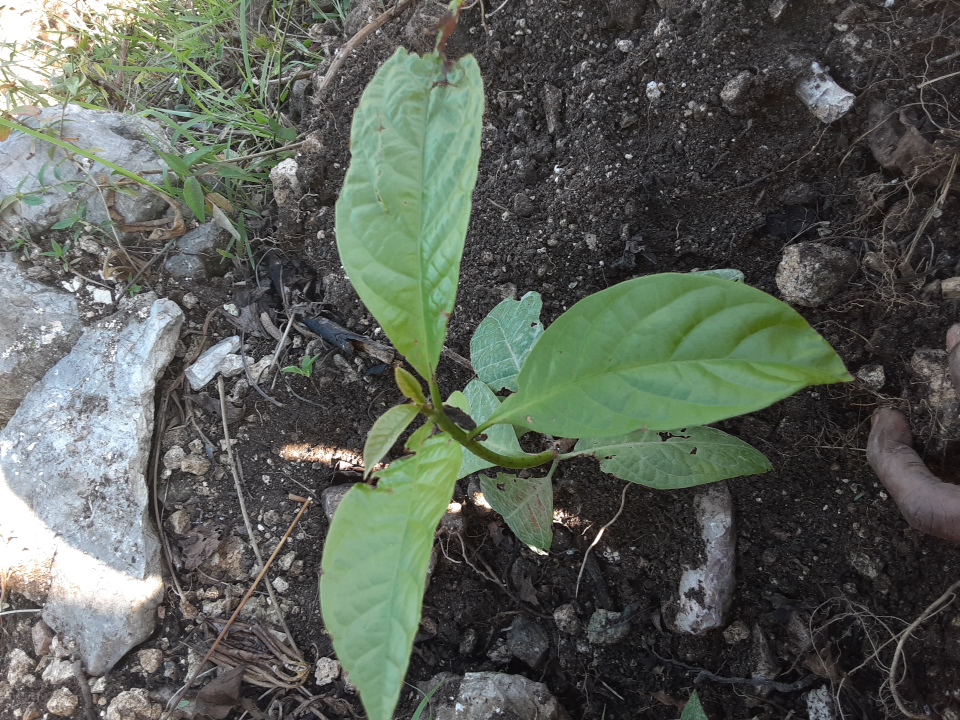 seedling