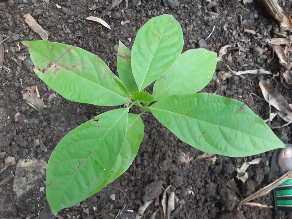 seedling
