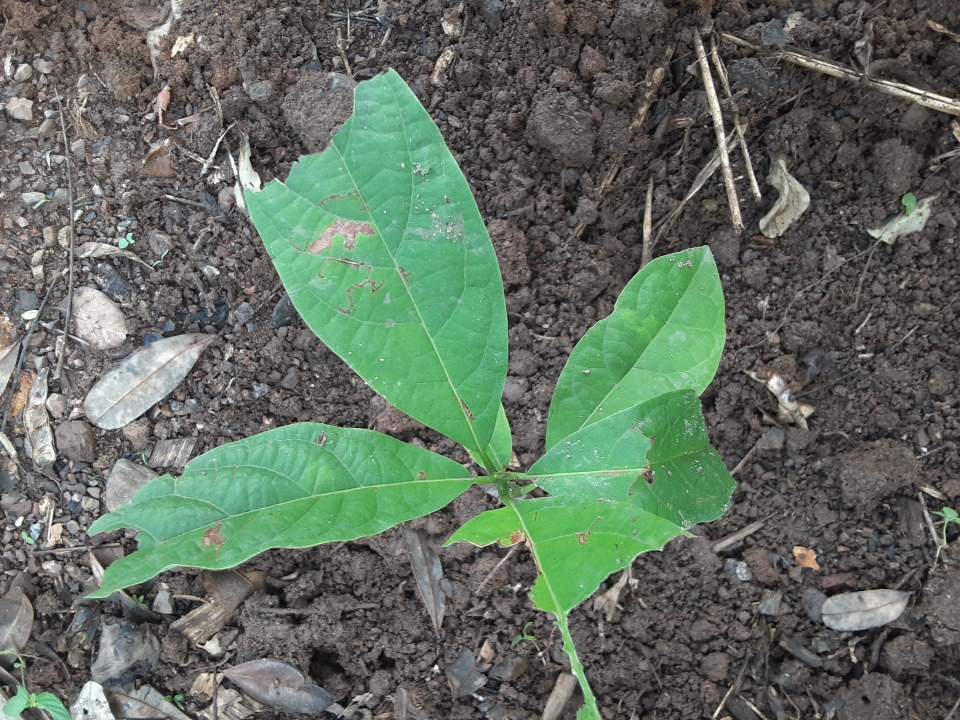seedling