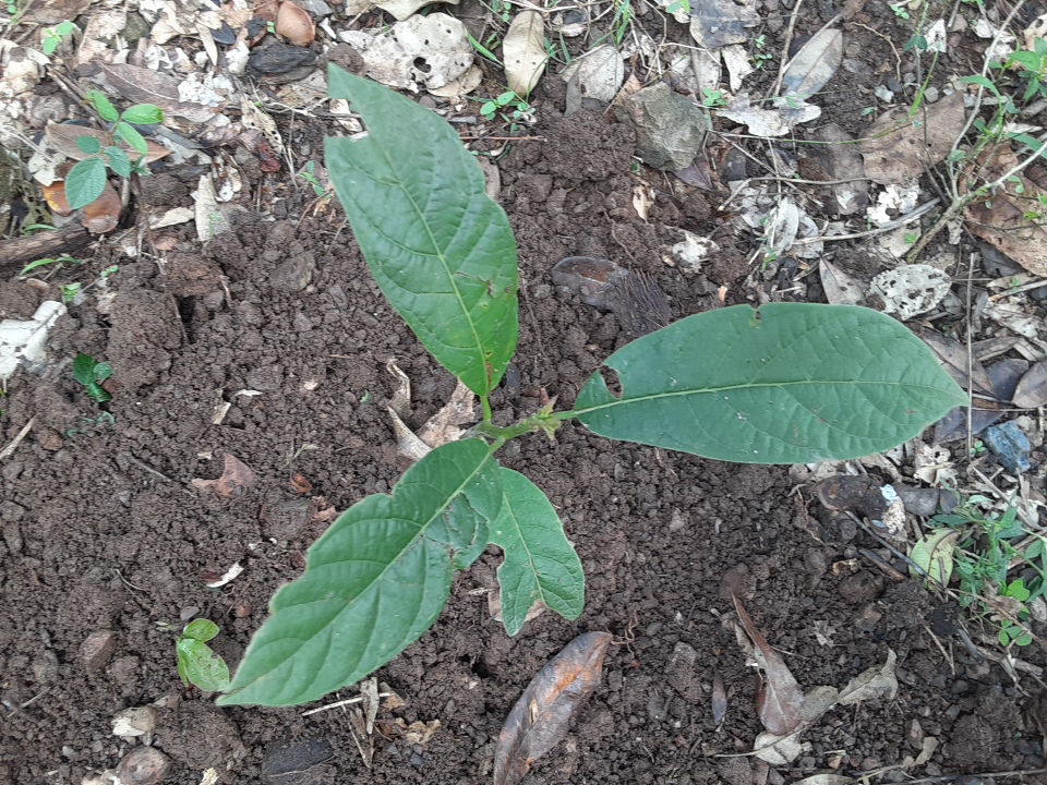 seedling