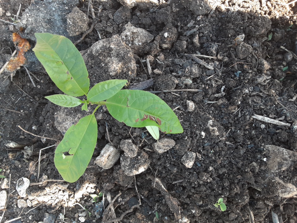 seedling