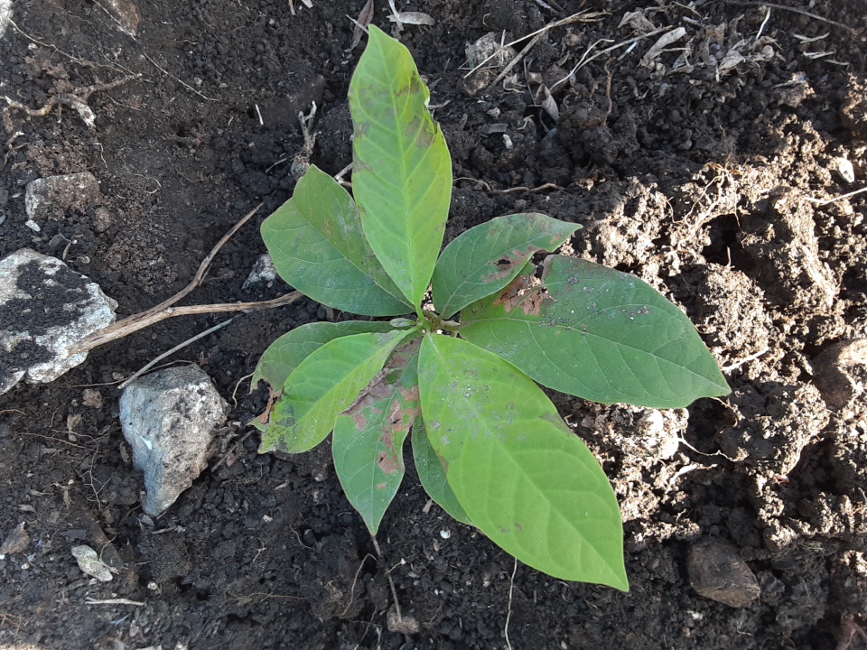 seedling