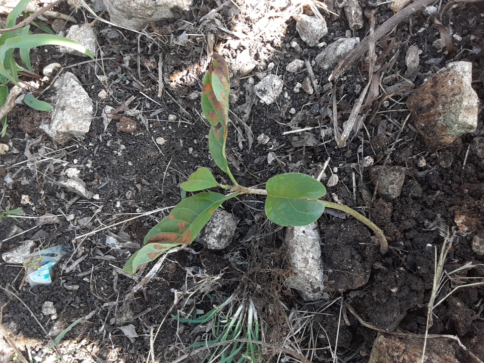 seedling