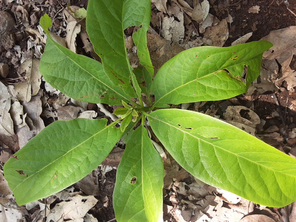 seedling