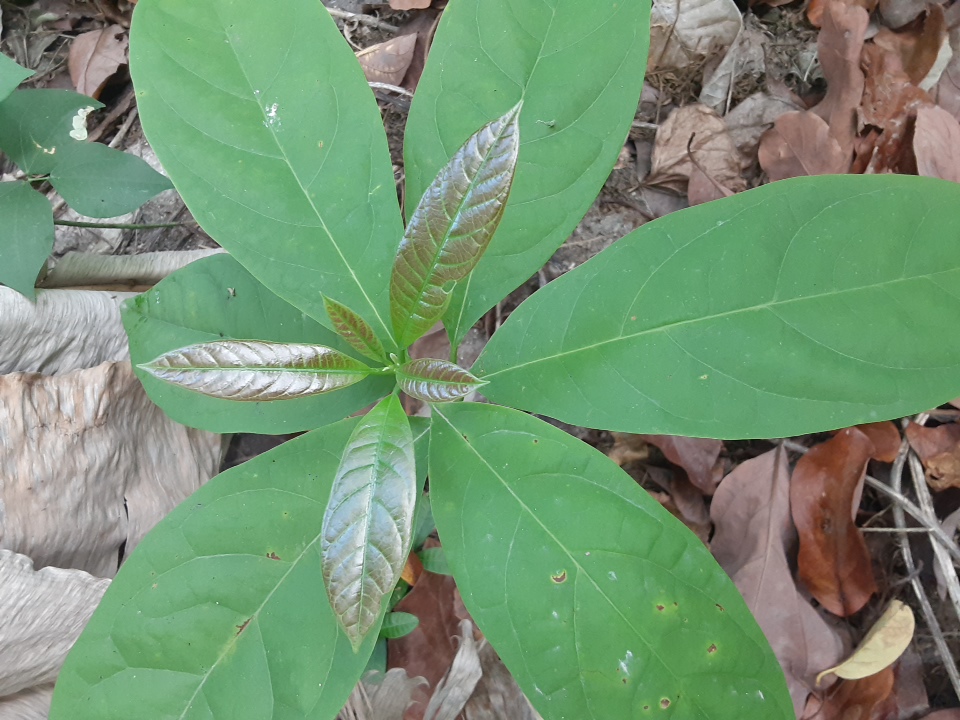 seedling