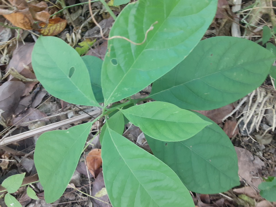 seedling
