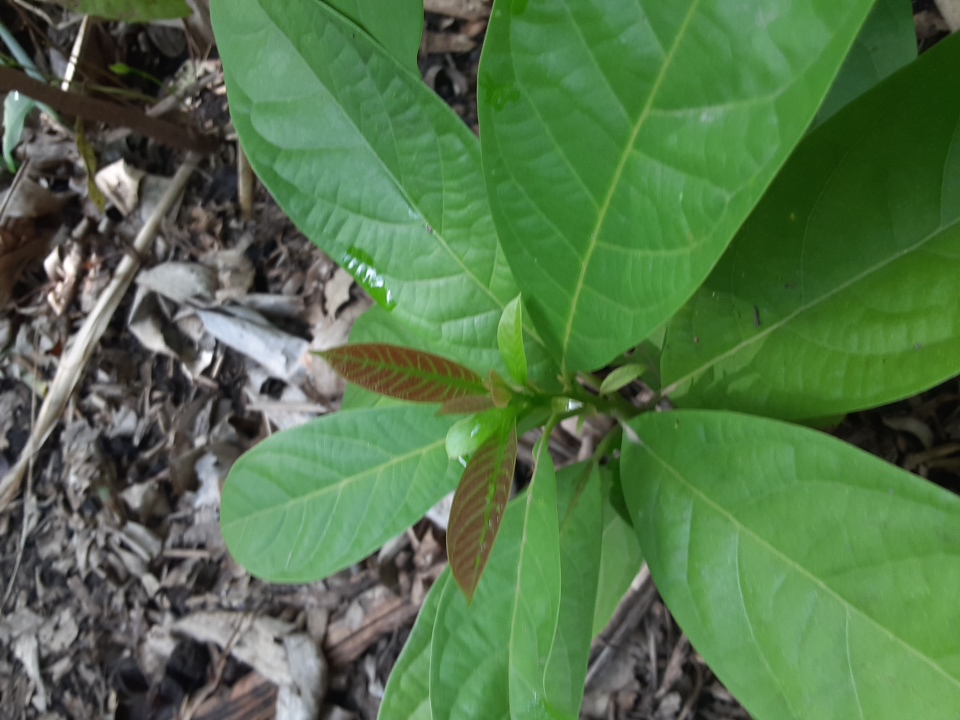 seedling