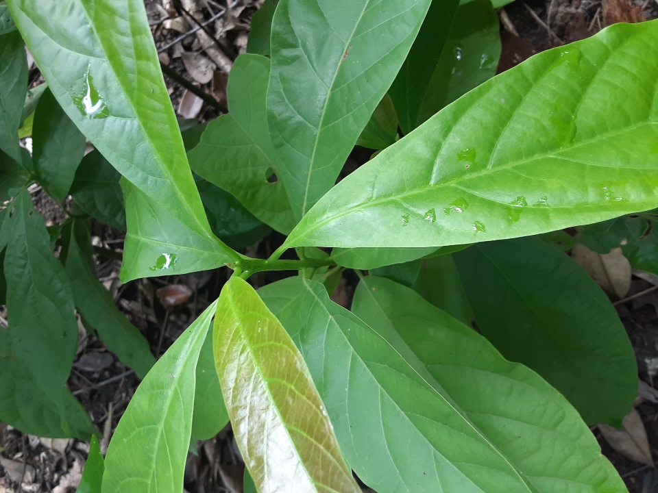 seedling