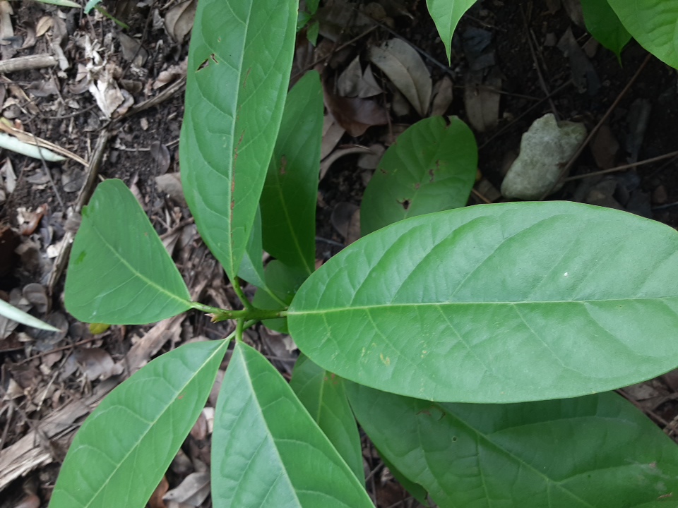 seedling