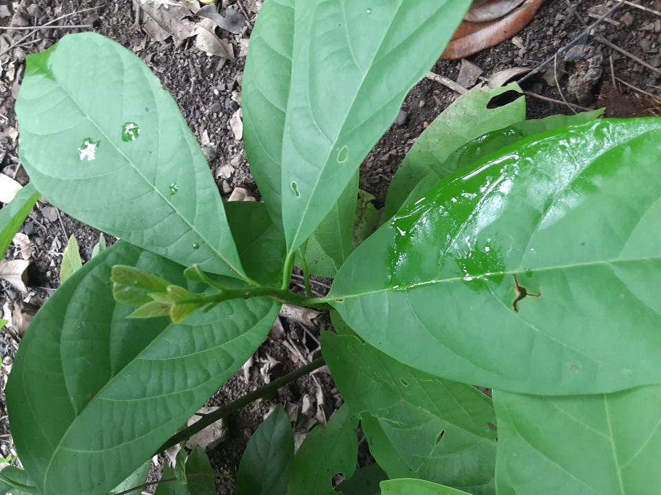 seedling