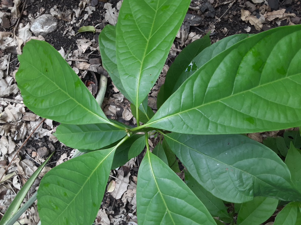 seedling