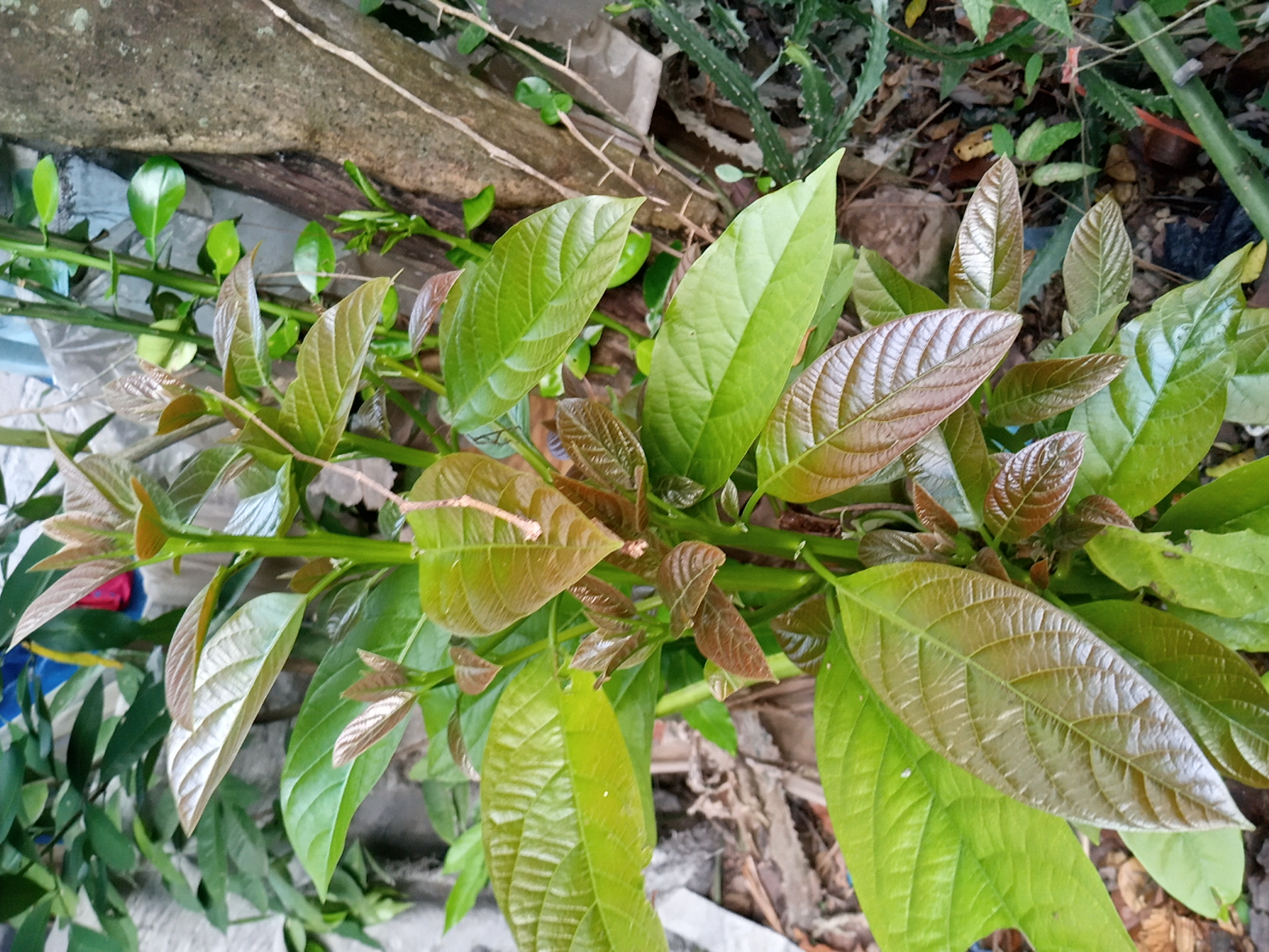seedling