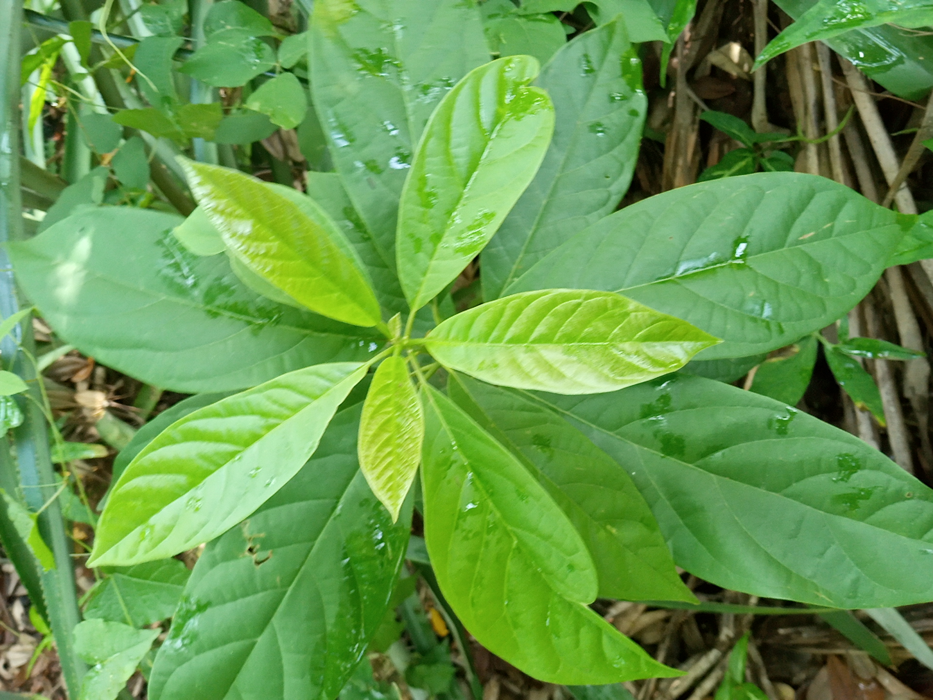 seedling