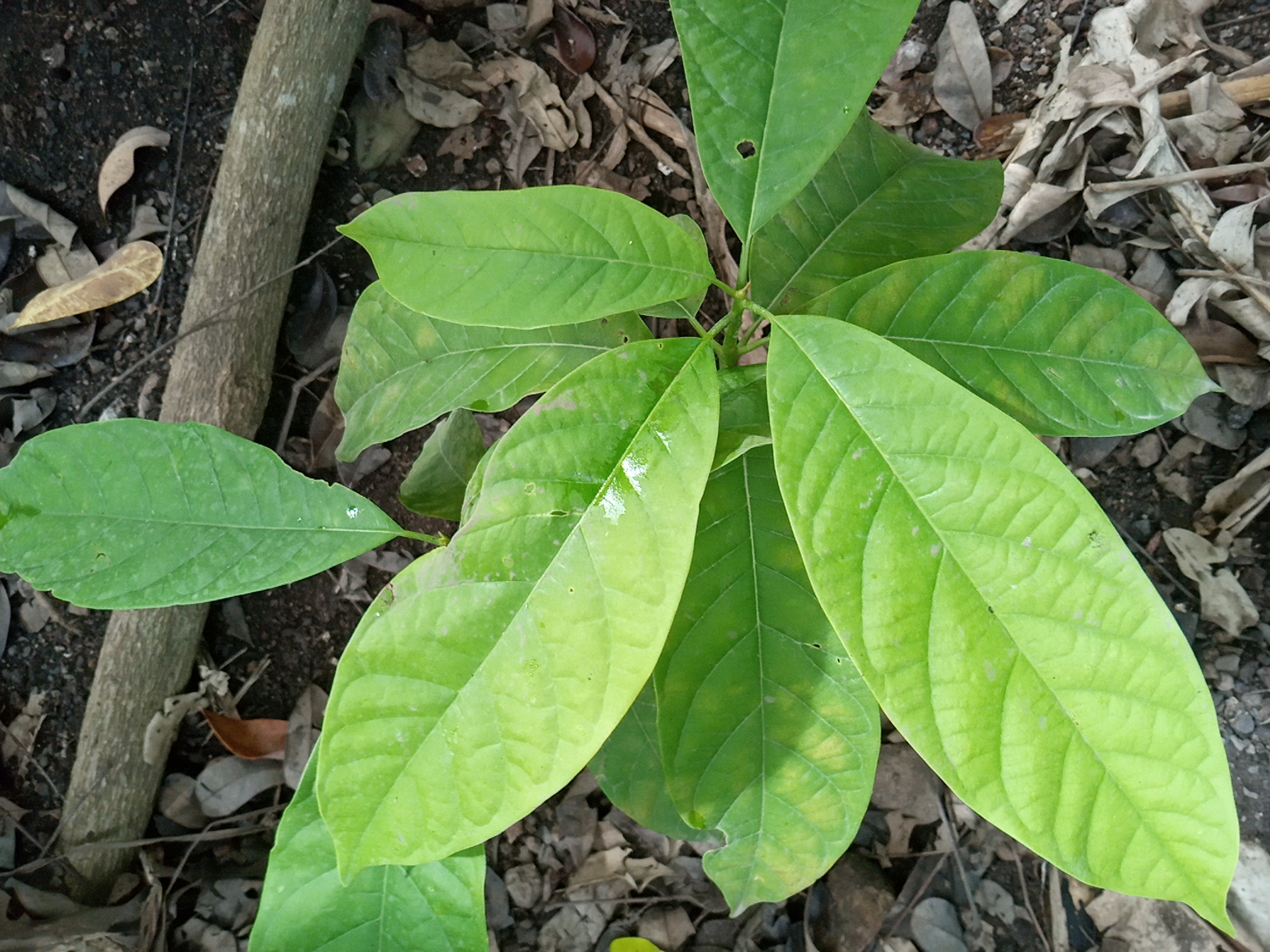 seedling